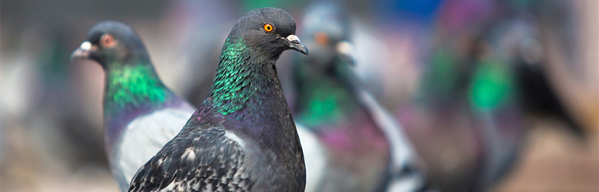 Malattia di Newcastle