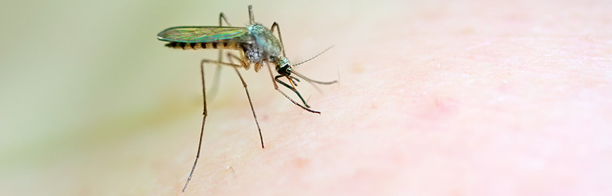 West Nile Disease