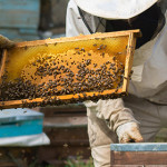 Corso formativo per tecnici apistici 2016