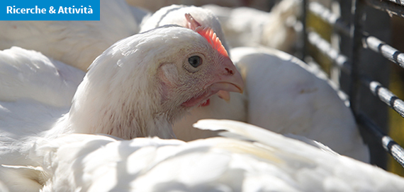 Valutazione dei fattori di stress durante il trasporto degli avicoli