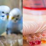 La gestione del campione per esami diagnostici nei pet birds