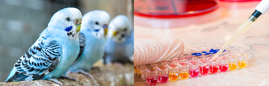 La gestione del campione per esami diagnostici nei pet birds