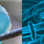 Le malattie degli uccelli ornamentali