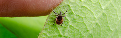 Le zecche. I rischi per la salute e cosa fare per prevenirli [video]