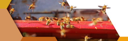 Uso responsabile del farmaco veterinario in Apicoltura [Opuscolo]