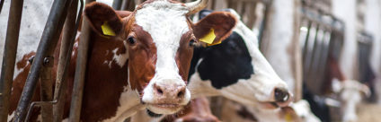 Corso ECM / La MIC per una terapia appropriata