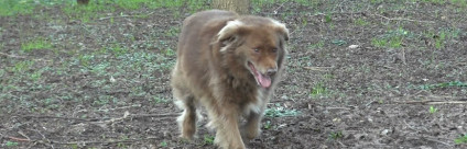 Malattie del cane: la leishmaniosi canina [video]