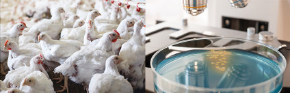 Escherichia coli produttori di enzimi che conferiscono resistenza agli antibiotici. Quanto sono diffusi negli avicoli?