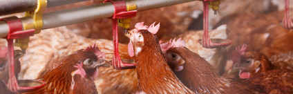 Che acqua bevono i nostri animali? La qualità dell’acqua di abbeverata negli allevamenti veneti Che acqua bevono i nostri animali? La qualità dell’acqua di abbeverata negli allevamenti veneti