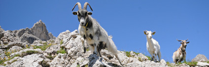 Lentivirus dei piccoli ruminanti: strategie di controllo nella Provincia di Bolzano Lentivirus dei piccoli ruminanti: strategie di controllo nella Provincia di Bolzano