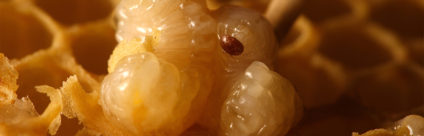 Varroatosi, linee guida per il controllo per l’anno 2017