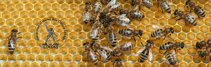 Apicoltura. Il questionario Coloss 2016 sulla perdita di colonie News COLOSS | Associazione ricerca apicoltura