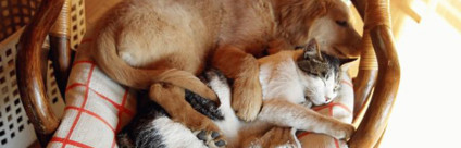 La leptospirosi negli animali da compagnia: aiutaci per la ricerca!