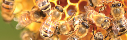 Convegno “Nutrizione dell’alveare e screening per l’individuazione delle frodi” Convegno: Nutrizione dell’alveare e screening per l’individuazione delle frodi