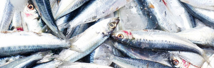 Appunti di scienza: Anisakis e parassitosi nei pesci Appunti di scienza: Anisakis e parassitosi nei pesci