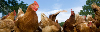 Corso ECM / La leptospirosi negli animali da compagnia e il suo impatto sulla sanità animale