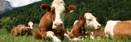 Valutazione dei rischi-benefici associati al consumo di latte crudo vaccino