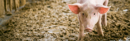 Diarrea epidemica suina. Focolai a bassa patogenicità in Lombardia Diarrea epidemica suina. Focolai a bassa patogenicità in Lombardia