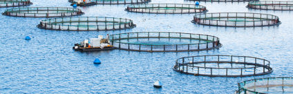 MedAID: l'acquacoltura sostenibile nel Mediterraneo si può fare!