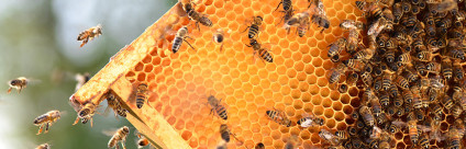 Aethina tumida in Italia: la situazione epidemiologica Aethina tumida in Italia: la situazione epidemiologica