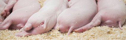 Taglio della coda nel suino italiano: l’impatto sul benessere in allevamento Taglio della coda nel suino italiano : l'impatto sul benessere in allevamento