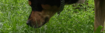 Avvelenamenti [video]