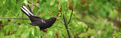 West Nile: che uccelli selvatici monitorare per la sorveglianza del virus? West Nile: che uccelli selvatici monitorare per la sorveglianza del virus?