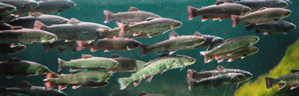 Novimark: conoscere i Novirhabdovirus per la salute di trote e salmoni