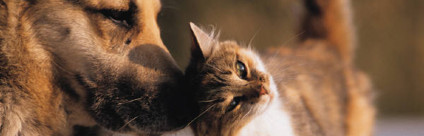 IZSVe Pets, nuovo portale per la veterinaria degli animali da compagnia