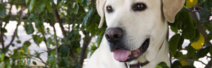 Banca del sangue canino: apre lo sportello H24 di Padova Banca del sangue canino: apre lo sportello H24 di Padova