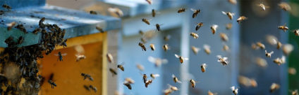Convegno / Apicoltura: le altre produzioni dell’alveare