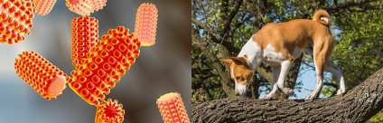 L’IZSVe sviluppa trattamenti antirabbici innovativi