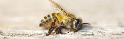 Lo stato di salute delle api in Italia. Risultati del monitoraggio nazionale Lo stato di salute delle api in Italia. Risultati dal monitoraggio nazionale