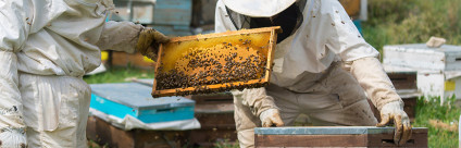 Corso formativo tecnici apistici