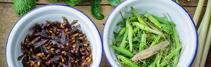 Insetti, il cibo del futuro tra rischi alimentari e aspetti nutrizionali Insetti: cibo del futuro