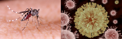 Malattie trasmesse da vettori: il caso Zika virus Zika virus, l'emergenza sanitaria mondiale del momento