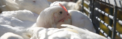 Valutazione dei fattori di stress durante il trasporto degli avicoli