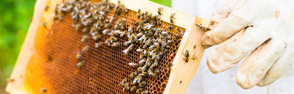 Convegno su Aethina Tumida, domenica 1 marzo a Legnaro (Padova)