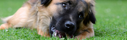 Avvelenamenti animali: i dati del Triveneto nel triennio 2011-2013 Avvelenamenti animali: i dati del Triveneto nel triennio 2011-2013