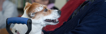 Workshop: Linee guida IAA. Riflessioni e proposte condivise Workshop: Linee guida IAA. Riflessioni e proposte condivise