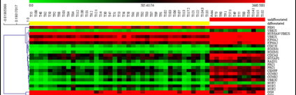 Caratterizzazione biomolecolare del mastocitoma cutaneo del cane Caratterizzazione biomolecolare del mastocitoma cutaneo del cane