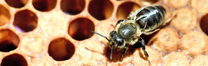 Varroatosi, linee guida per il controllo per l’anno 2015 Varroasi, linee guida per il controllo per l'anno 2015