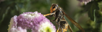 Vespa velutina: la situazione in Italia e in Europa