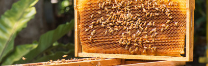 Salute delle api: rapporto ANSES sui fattori di stress salute-api-rapporto-anses-stress