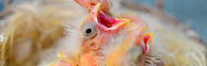 Il controllo precova nella prevenzione delle patologie degli uccelli ornamentali