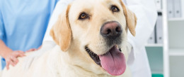 Permalink to: Banca del sangue canino IZSVe: esprimi la tua opinione Banca del sangue canino