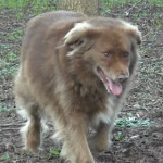 Malattie del cane: la leishmaniosi canina [Video]