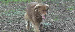 Permalink to: Malattie del cane: la leishmaniosi canina Malattie del cane: la leishmaniosi canina