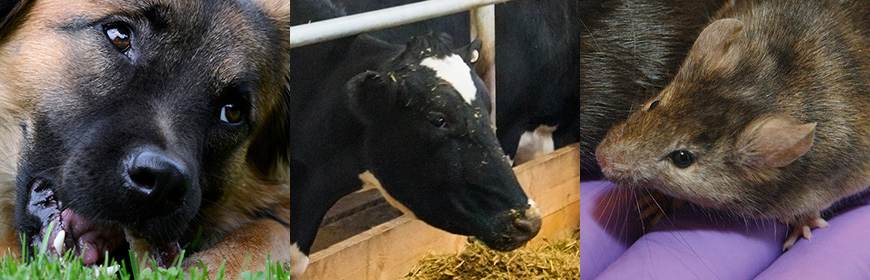 Benessere animale