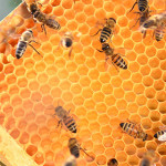 Aethina tumida in Italia: la situazione epidemiologica